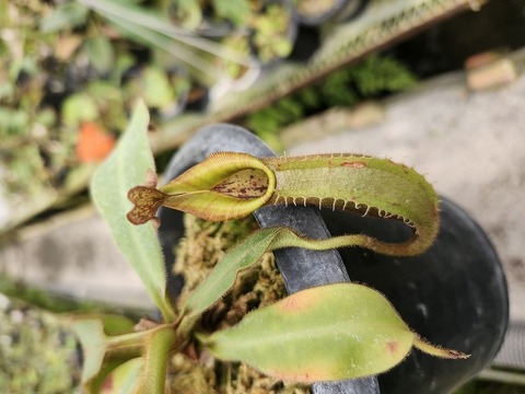 G930 1-2 N. veitchii-(highland x lowland) stripe 