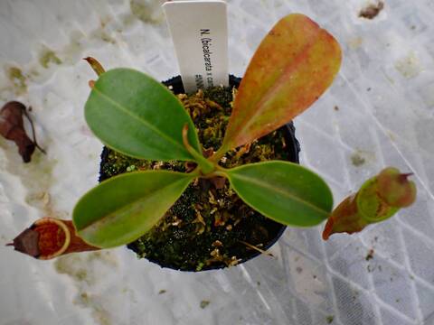 O637 5-1 N. (bicalcarata x campanulata) x lowii #NNN