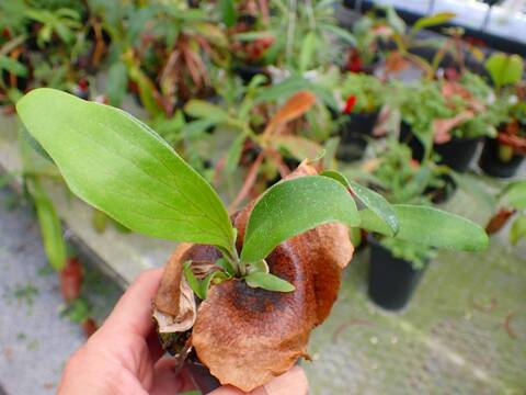 商品一覧 - Y's Exotics （山田食虫植物農園）