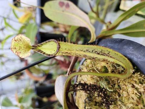 Nepenthes（ネペンテス/ウツボカズラ）の商品一覧 | Y's Exotics
