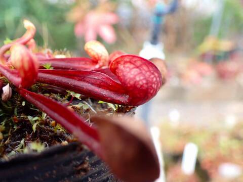 G924 4-1 S. psittacina (dark maroon) Lee's