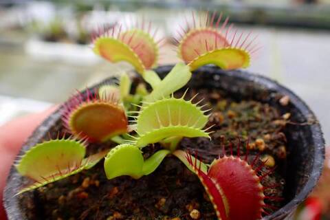 Dionaea muscipula（ディオネア/ハエトリソウ）の商品一覧