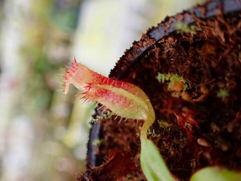 商品一覧 - Y's Exotics （山田食虫植物農園）