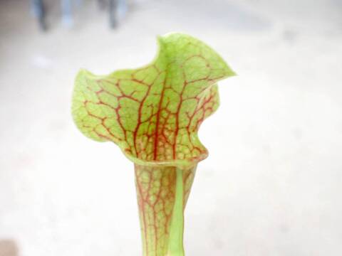 Y409 3H S. x `Smoorie' Araflora