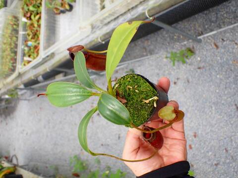 商品一覧 - Y's Exotics （山田食虫植物農園）