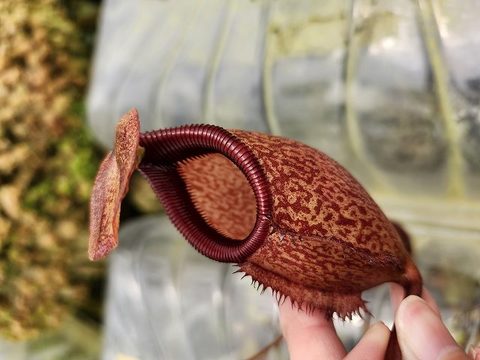 Nepenthes（ネペンテス/ウツボカズラ）の商品一覧 | Y's Exotics （山田食虫植物農園）