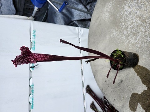 商品一覧 - Y's Exotics （山田食虫植物農園）