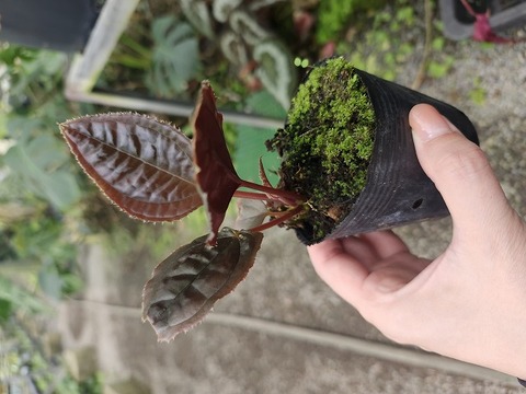 商品一覧 - Y's Exotics （山田食虫植物農園）