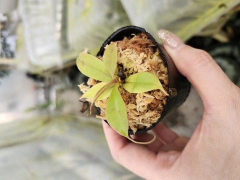 P847 1-4 [YA-100] N. sibuyanensis Y's Lab 