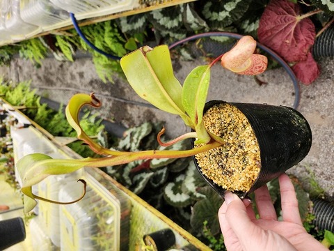 teatネペン Nepenthes（ネペンテス/ウツボカズラ）の商品一覧 | Y's Exotics