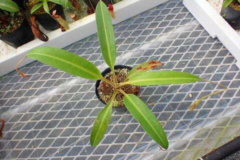 Nepenthes（ネペンテス/ウツボカズラ）の商品一覧 | Y's Exotics