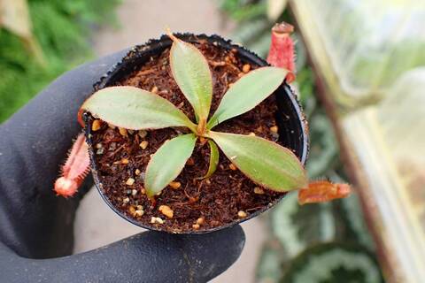 Nepenthes（ネペンテス/ウツボカズラ）の商品一覧 | Y's Exotics