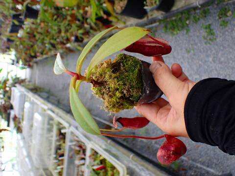 商品一覧 - Y's Exotics （山田食虫植物農園）