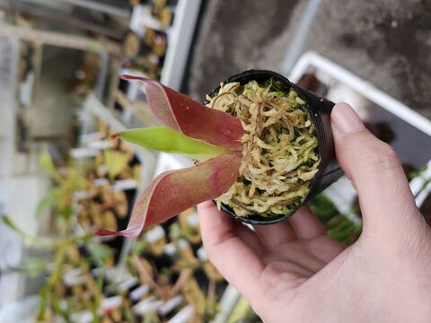 Heliamphora（ヘリアンフォラ）の商品一覧 | Y's Exotics （山田