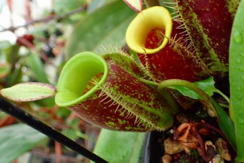 ネペンテス七種セット(宅急便発送) Nepenthes（ネペンテス