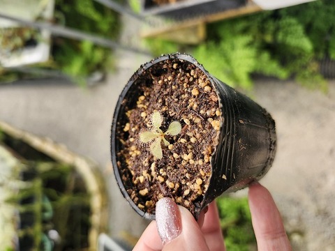 特別販売ページ！現品写真付！の商品一覧 | Y's Exotics （山田