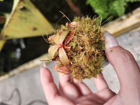 ゆうゆうネペンテス・ミランダ Nepenthes（ネペンテス/ウツボカズラ）の商品一覧 | Y's Exotics