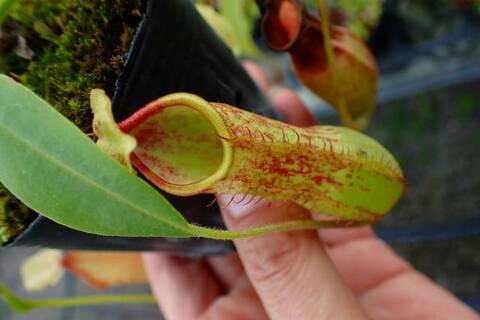 Nepenthes（ネペンテス/ウツボカズラ）の商品一覧 | Y's Exotics