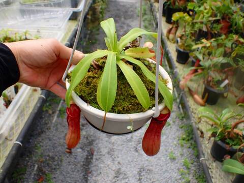 P974 5-1 N. ventricosa seedling select 山本