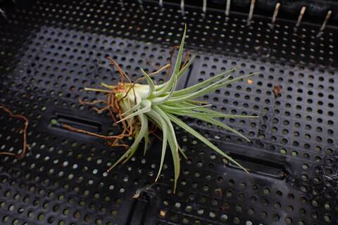G274 3-1 T. ionantha huamelula