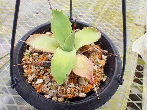P427 4-2 Agave ovatifolia 鯨魚舌頭