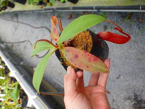 P468 5-3 #BBB N. peltata x ventricosa red 山本