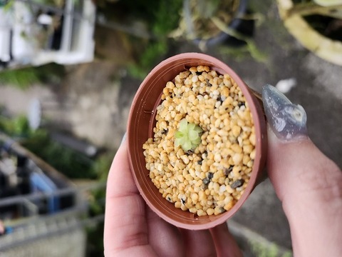 商品一覧 - Y's Exotics （山田食虫植物農園）