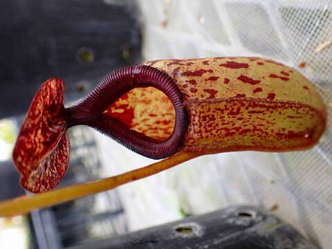 食虫植物N. xtrusmadensis AW clone:3 食虫植物N. xtrusmadensis AW clone:3 食虫植物N. xtrusmadensis AW