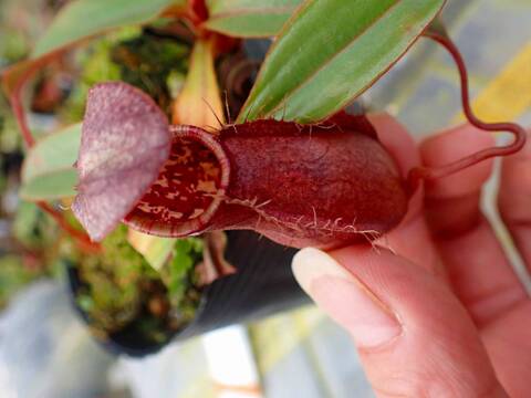 商品一覧 - Y's Exotics （山田食虫植物農園）