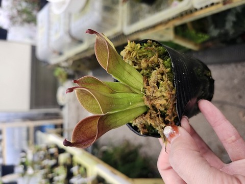 商品一覧 - Y's Exotics （山田食虫植物農園）