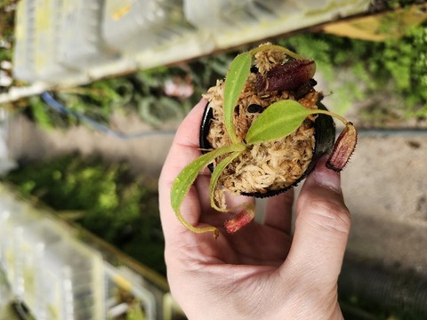 商品一覧 - Y's Exotics （山田食虫植物農園）