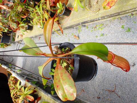 J103 5-2 N. truncata x sibuyanensis