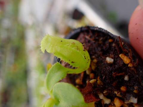 G211 5-1 [YA-3] N. truncata 広島実生系 Y's Lab