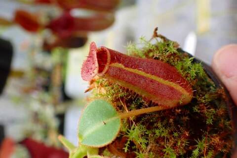 teatネペン Nepenthes（ネペンテス/ウツボカズラ）の商品一覧 | Y's Exotics