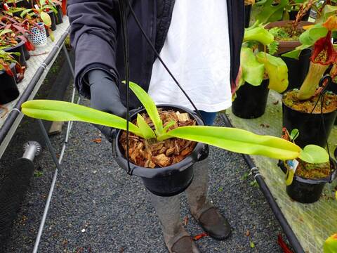 Y770 5-2 Paphiopedilum stonei WP