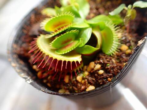 O141 5-2 Dionaea muscipula `BCP classic Art' [BCP# 2083] BCP