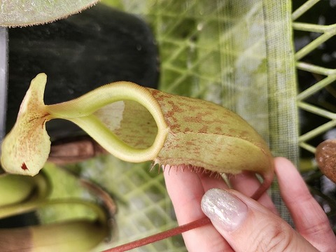 Y's Exotics （山田食虫植物農園）
