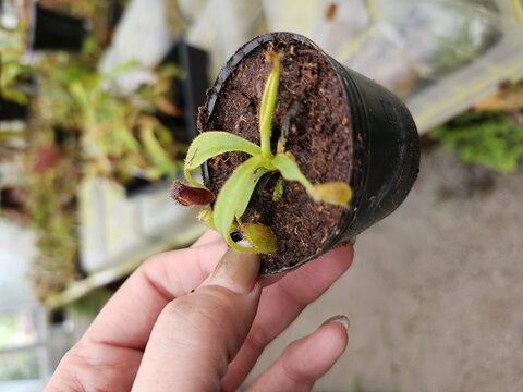 ペルー産　ルリオニカミキリ　64mm ペルー産ルリオニカミキリ64mm