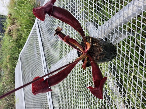 G661  S. flava x (rubra ssp. rubra  x purpurea ssp. venosa) TF 