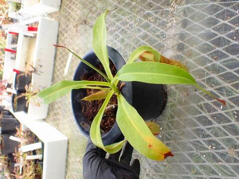G670 4-1 Nepenthes ラベル落ち