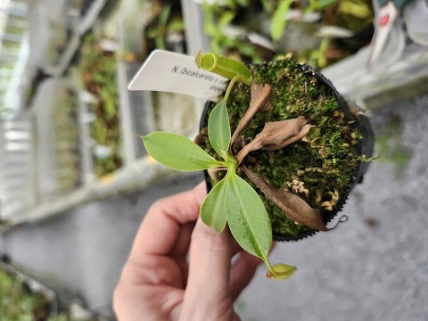 P491 5-1 N. (bicalcarata x campanulata) x lowii #NNN