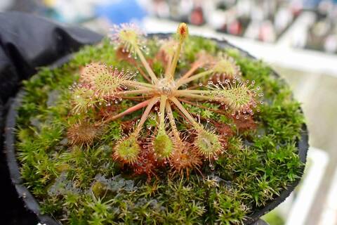 Drosera（モウセンゴケ）の商品一覧 | Y's Exotics （山田食虫植物農園）