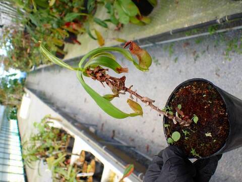G898 5-3 N. mirabilis-winged x [maxima x (maxima x Mixta)]