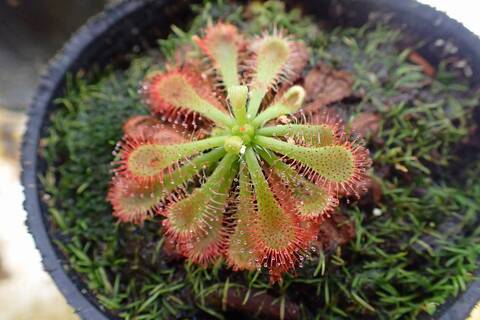 ケシ畑ｄ NEW 1/64 頭文字D セットVol.21 武内樹レビン(AE85) & 健二180SX