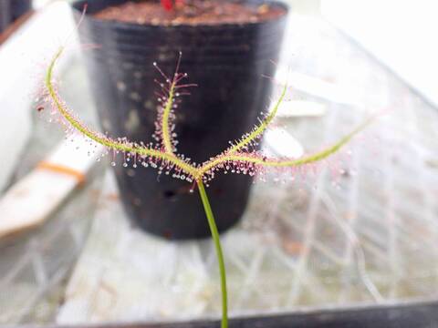Y696 4-1 Drosera ラベル落ち
