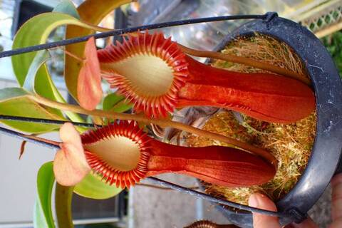 ゆうゆうネペンテス・ミランダ Nepenthes（ネペンテス/ウツボカズラ）の商品一覧 | Y's Exotics