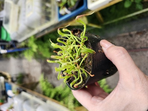 スズメナス苗20苗 商品一覧 - Y's Exotics （山田食虫植物農園）