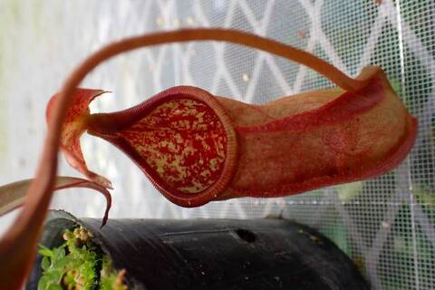 商品一覧 | Y's Exotics （山田食虫植物農園）