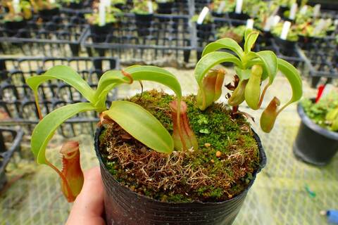 teatネペン Nepenthes sibuyanensis 