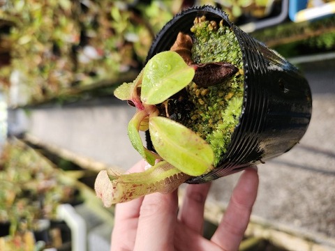 teatネペン Nepenthes（ネペンテス/ウツボカズラ）の商品一覧 | Y's Exotics